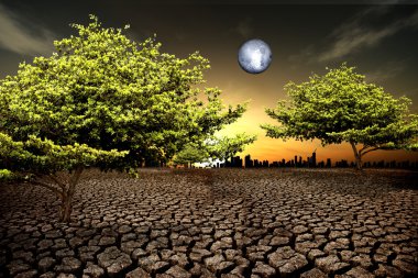 kuraklık toprak, bitki yaşamı için mücadele