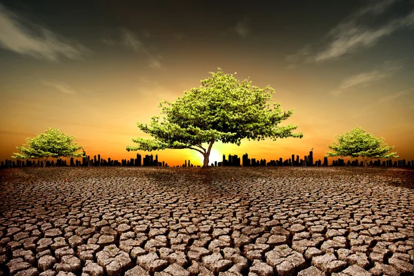 Terra seca, planta lutando pela vida — Fotografia de Stock