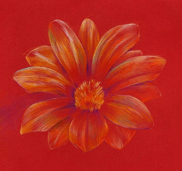 Izole çiçeği, papatya drawin — Stok fotoğraf
