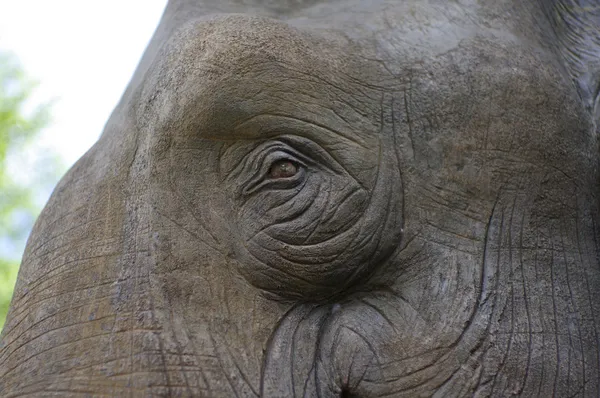 Elefantenaugen aus Holz — Stockfoto