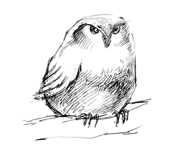 uil tekening stockfoto's, rechtenvrije uil tekening afbeeldingen