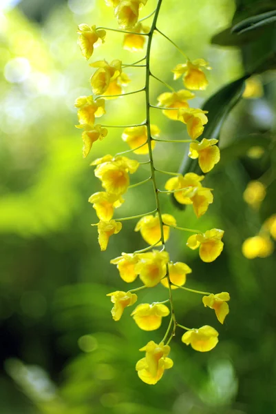 Yellow orchid — Stock Photo, Image