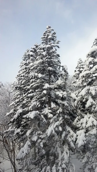 Pine tree with snow — Stock Photo, Image