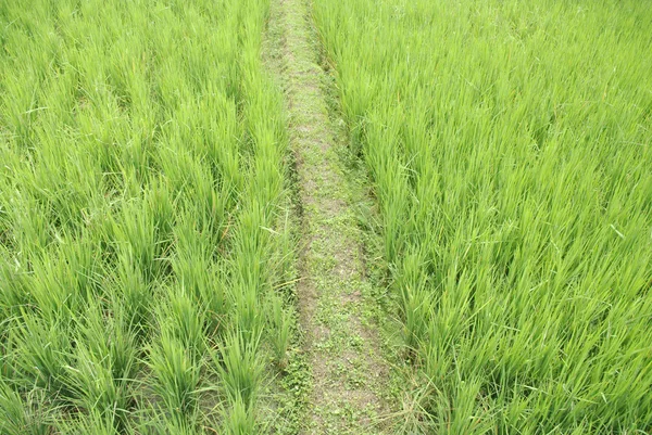 Rice field trek — Stock Photo, Image