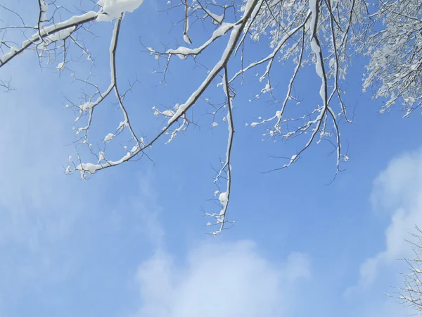 Tree branch with snow and sky — Stock Photo, Image