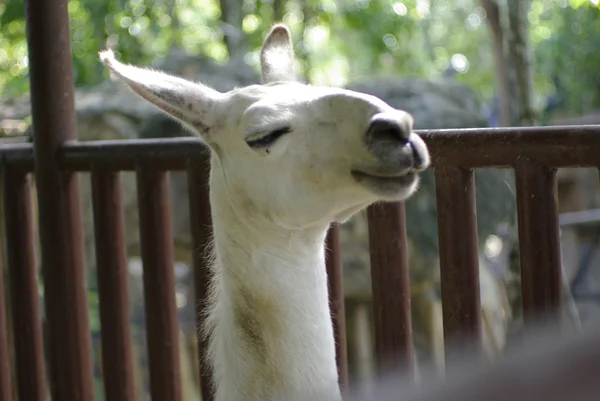 Drôle heureux lama blanc — Photo