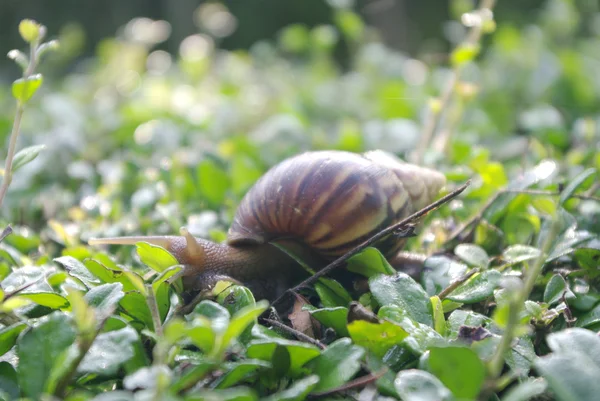 Lumaca su cespuglio verde — Foto Stock