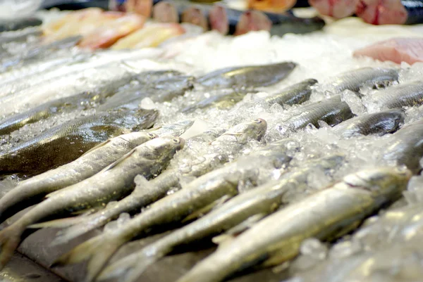 Pescado congelado en hielo en el mercado —  Fotos de Stock