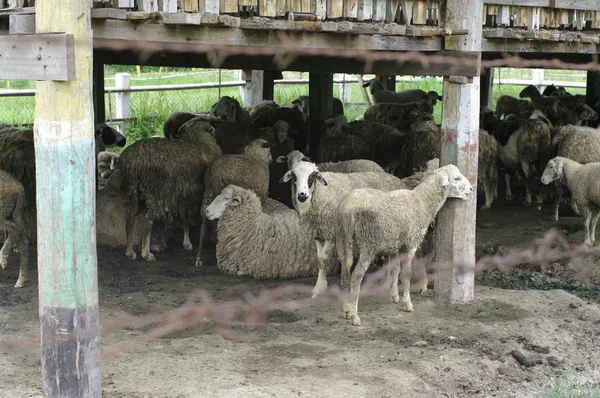 Brudne owiec w gospodarstwie — Zdjęcie stockowe