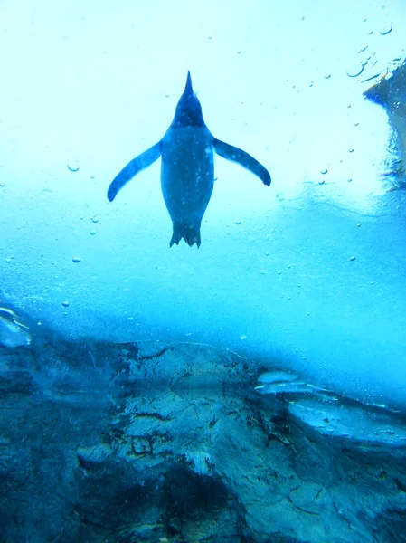 Penguen buzlu su arka plan altında