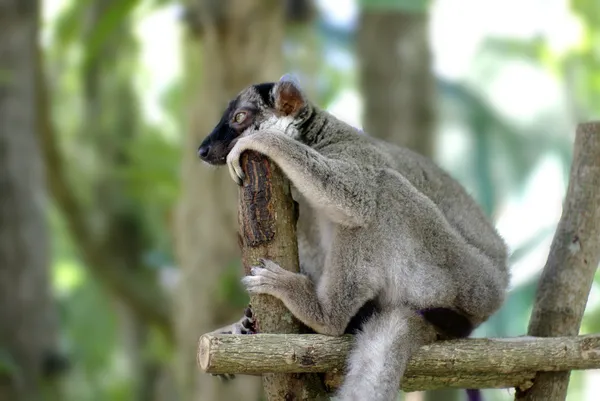 Yalnız hayvan misk oturan,