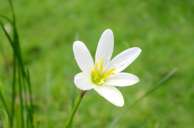 yeşil zemin üzerine tek beyaz flowe