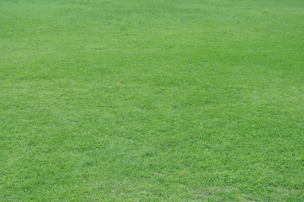 Green grass texture background — Stock Photo, Image