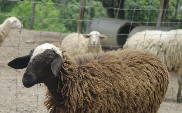 Bruine en witte schapen close-up met pluffy vacht — Stockfoto