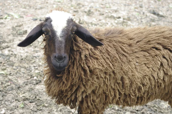 Brązowy owiec z bliska z futra pluffy — Zdjęcie stockowe