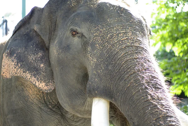Слон с красивыми бивнями — стоковое фото