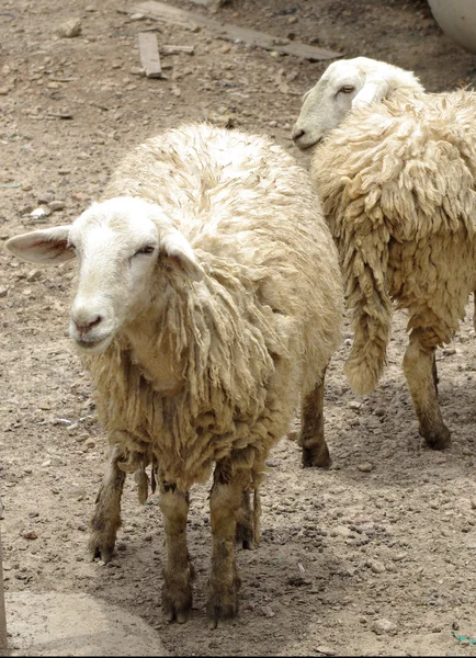 Vuile witte schapen — Stockfoto