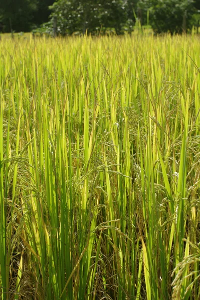 Green golden rice field — Stock Photo, Image