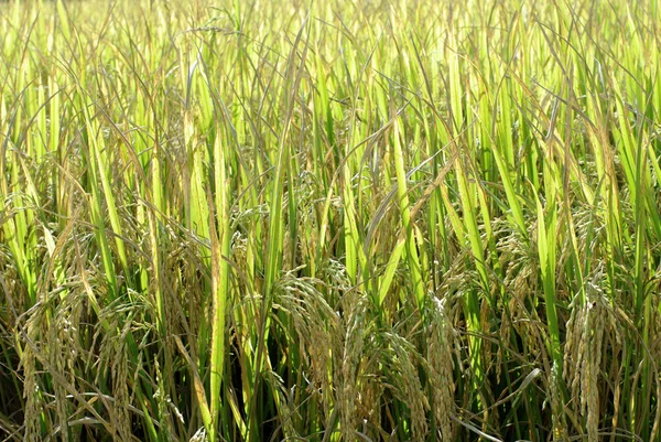 Green golden rice field — Stock Photo, Image