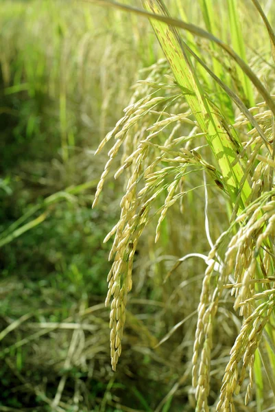 Campo de arroz perto — Fotografia de Stock