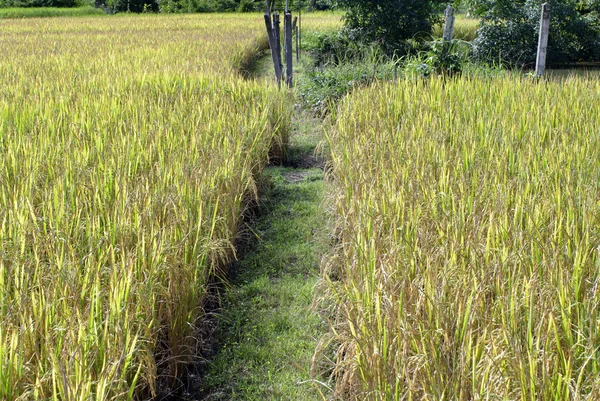 Riz déposé et chemin de marche — Photo