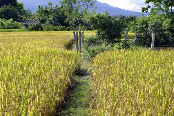 Arroz archivado y caminar camino — Foto de Stock