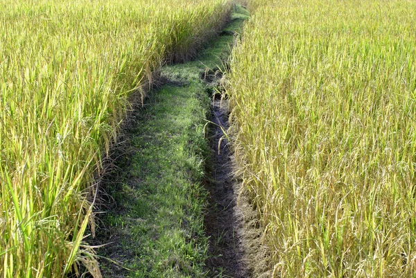 Rice filed and walk way — Stock Photo, Image