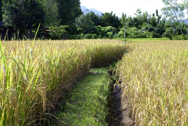 Rice filed and walk way — Stock Photo, Image