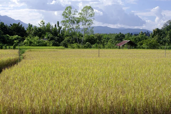 Rijst geplaatst en berg achtergrond — Stockfoto