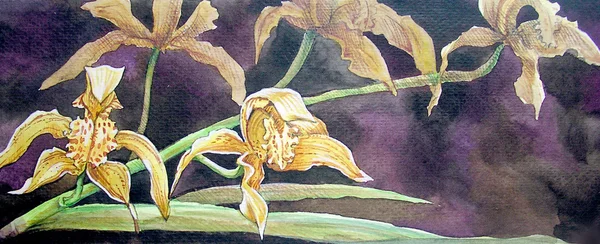 Žlutá orchidej malba — Stock fotografie