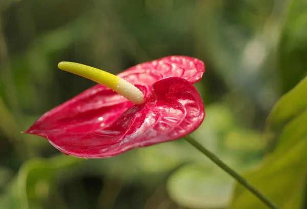 Flor roja del flamenco, flor del Anthurium — Foto de Stock