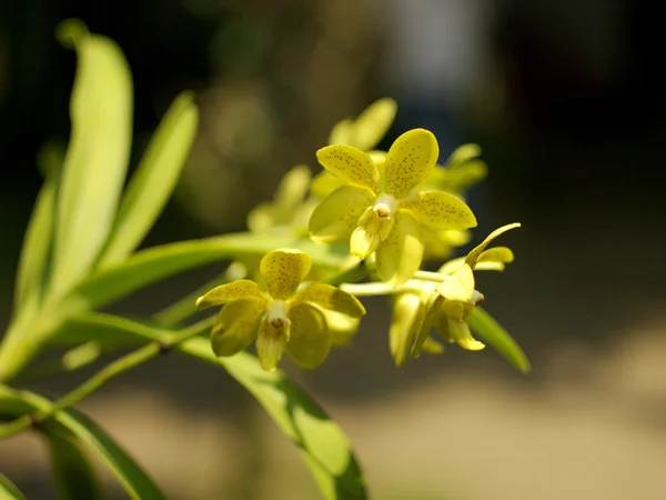 Orchidée jaune — Photo