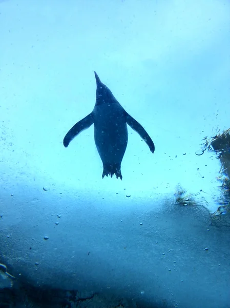 Pingüino bajo fondo de agua helada —  Fotos de Stock