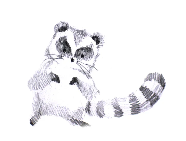 Pluffy raccoon drawing — Stock Photo, Image