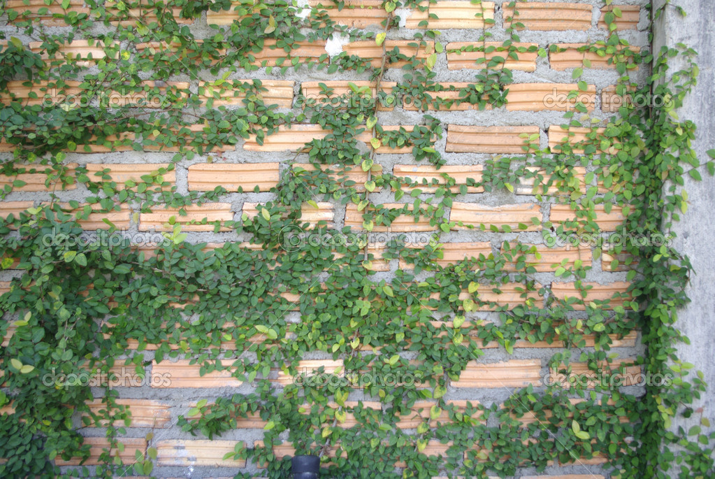 Brick wall with climbing plant Stock Photo by ©glowonconcept 37327311