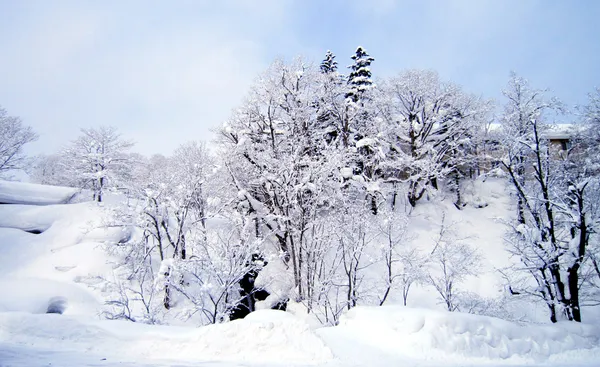 겨울 원더랜드 — 스톡 사진