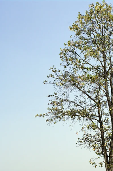 Albero isolato su cielo blu — Foto Stock