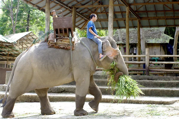 Fattoria di elefanti in Thailandia — Foto Stock