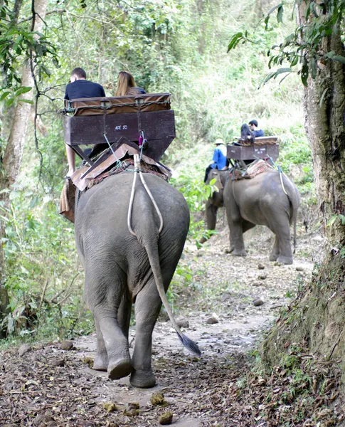 Olifant rijden in thailand — Stockfoto