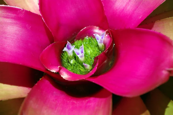 Red BROMELIAD flower in bloom, new life begin — Stock Photo, Image