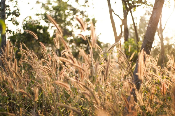 Poaceae, flor de hierba a la luz del sol — Foto de Stock