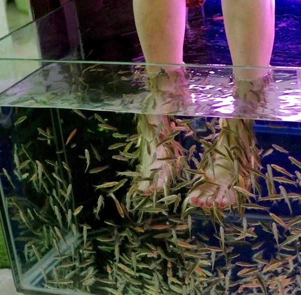 Fish spa feet — Stock Photo, Image