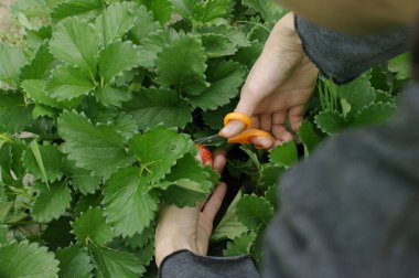 el makas çiftlikten taze çilek ile aldım