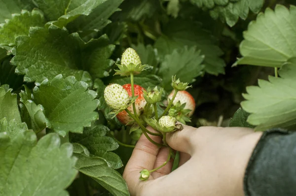 Hand picked strawberries fresh from farm — Stock Photo, Image