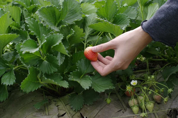 Hand picked strawberries fresh from farm — Stock Photo, Image