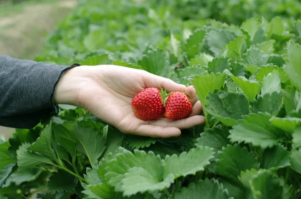 Hand picked red strawberry — Stock Photo, Image