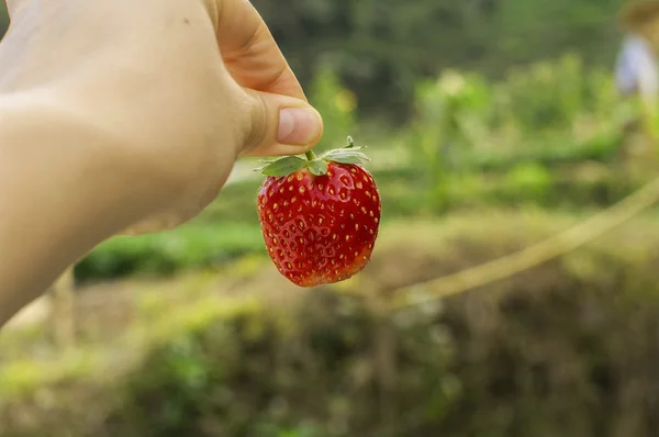 Hand and strawberry — Stock Photo, Image