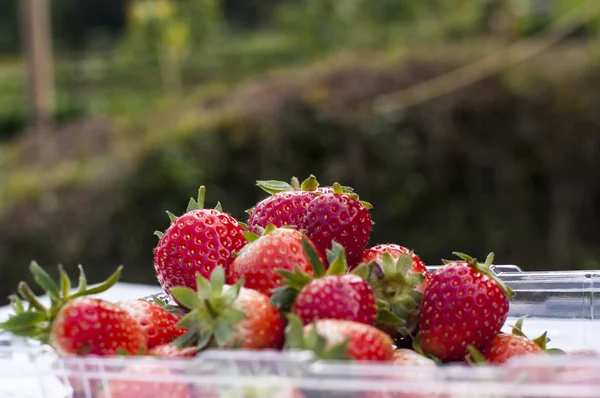 Pile of strawberries — Stock Photo, Image