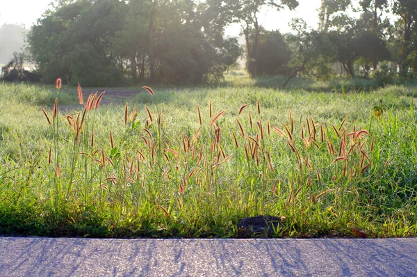 Belle lumière du soleil et de l'herbe sur le bord de la route — Photo
