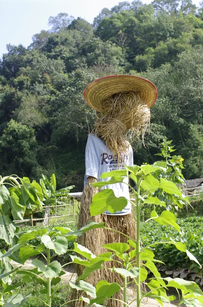 허수 아비, 빨 대 사람 농장에서 — 스톡 사진